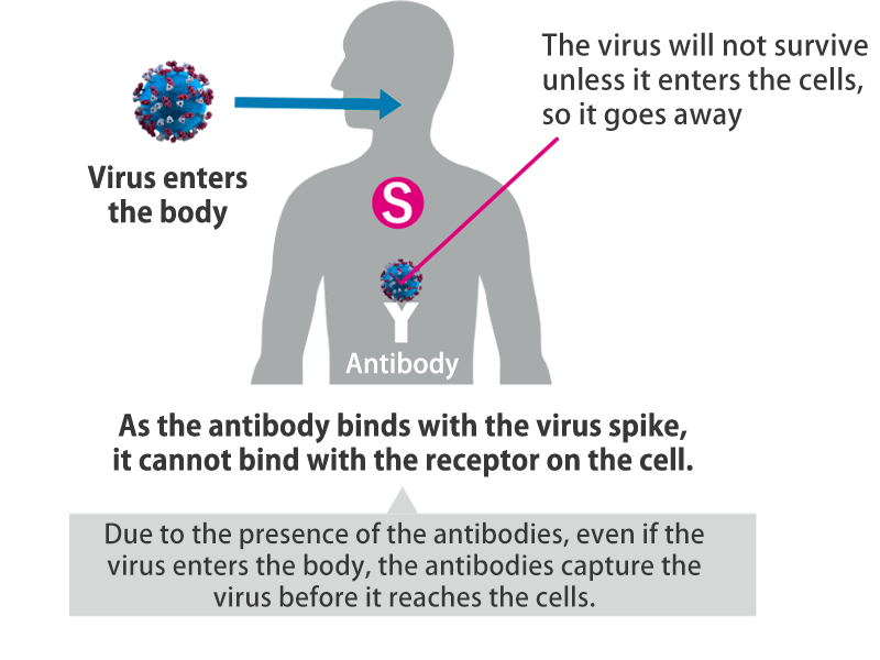 How the vaccine works